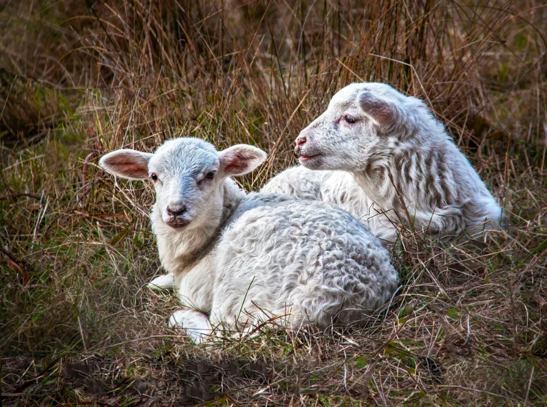 Grazing Together: Healthier Landscapes, Stronger Communities | October 24 Greenwood Community Center, Elk