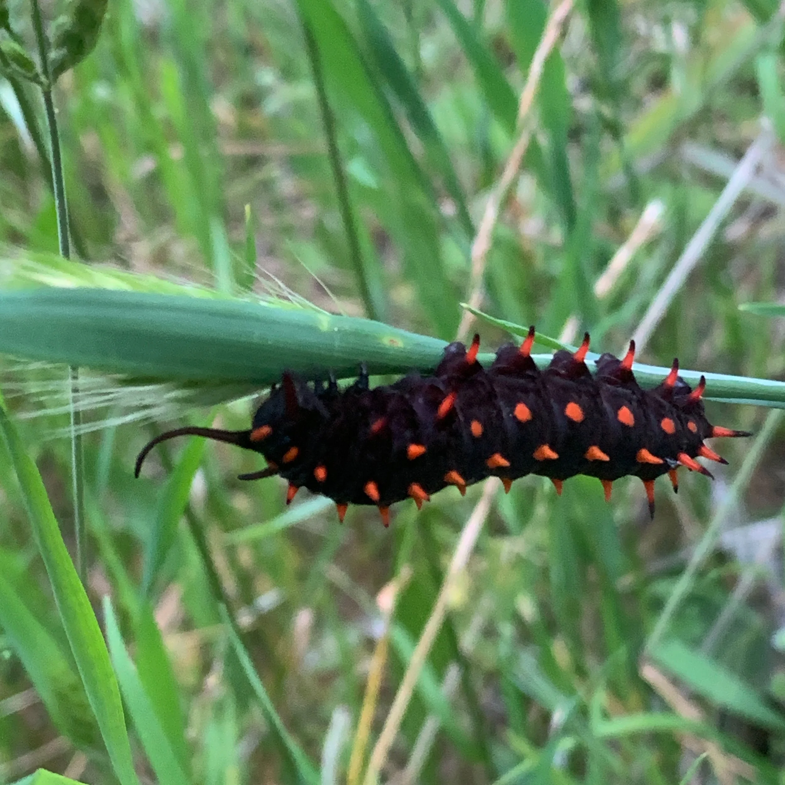 It&rsquo;s the best week of the year - Pollinator Week 🐝🦋🐜🦇🐞 (@pollinatorpartnership)

We love all our amazing pollinator species this week and every week, from the smallest ant and bee to birds, bats, and even lizards 🦎 🪲🐦&zwj;⬛

Pollinators