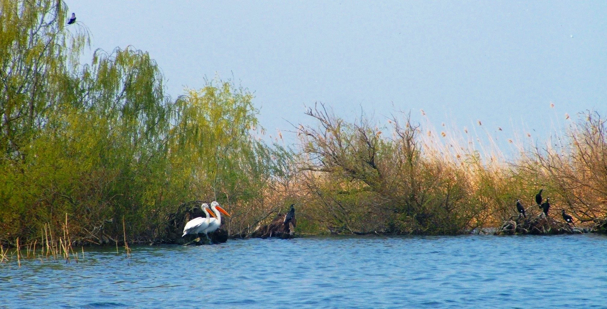 Srebarna Nature Reserve.jpg