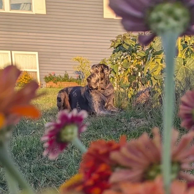 If you've ever been to see the flowers, you've probably met this slobber monster.  He's my constant shadow, my perfect guard puppy, and is way bigger in person than he is in photos. As I'm often reminded, "Wow, I forgot how big he is!"