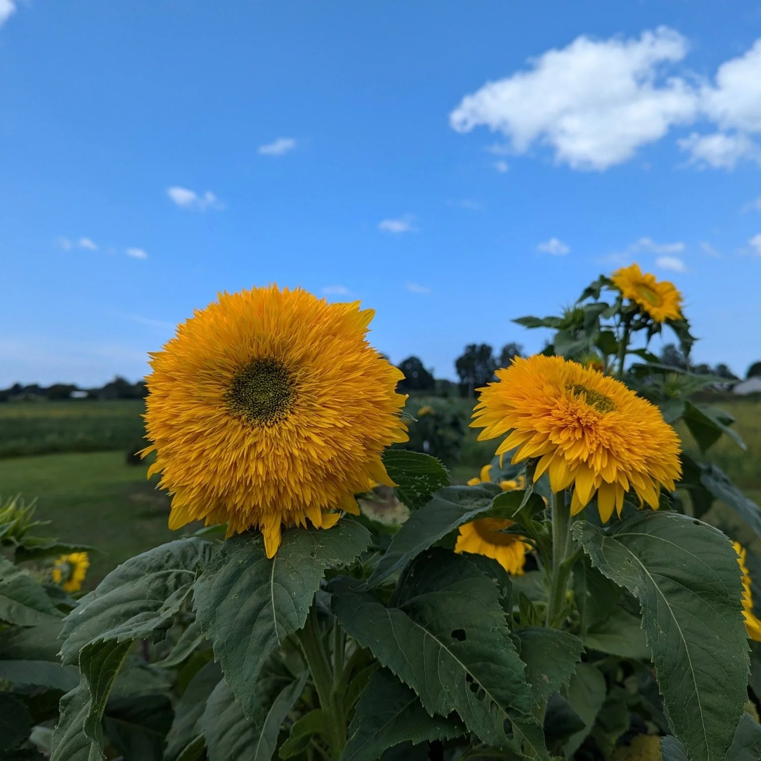 It's hard to imagine something so beautiful and warm follows something so cold!