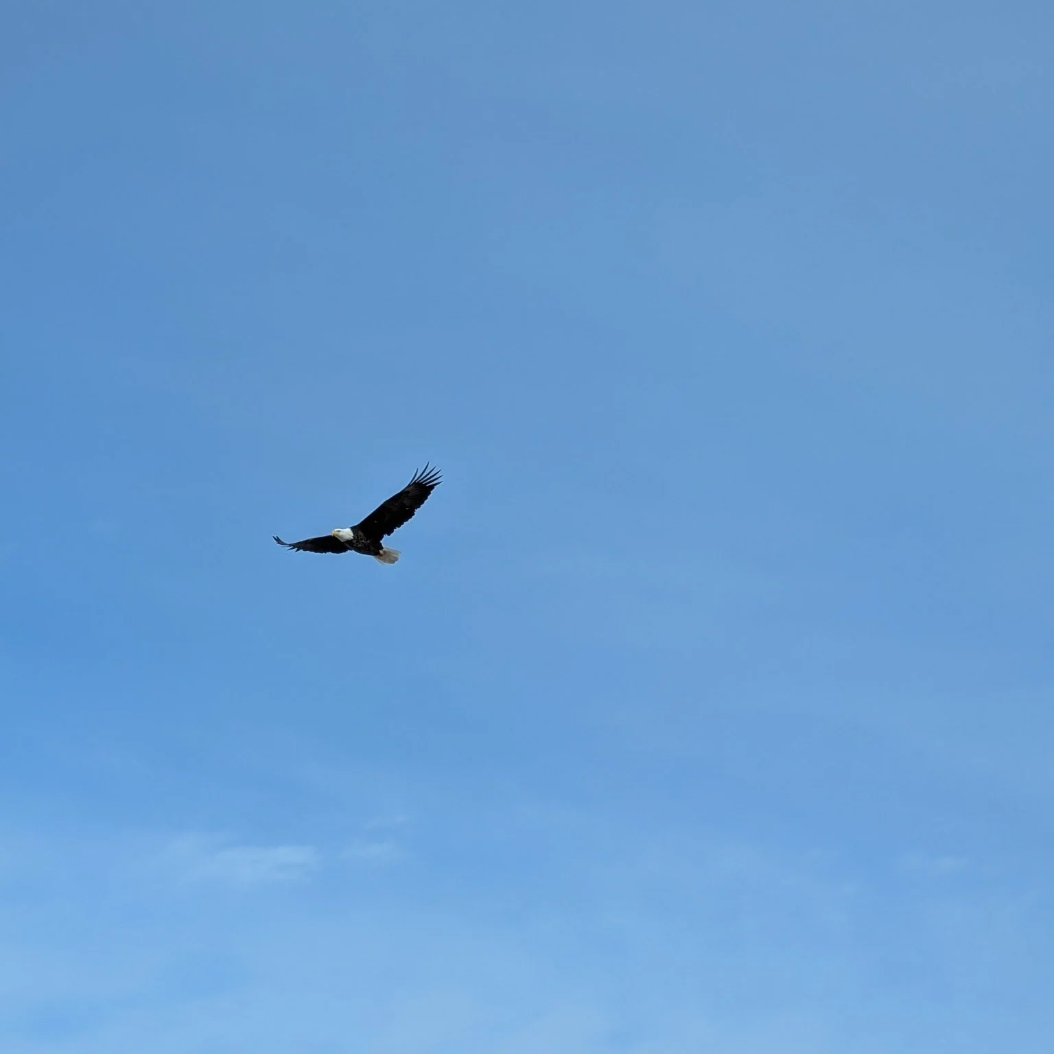 Bald eagles are cool... Unless you have chickens.