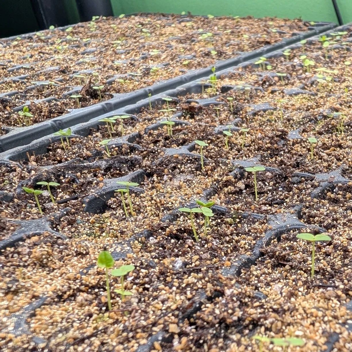 Happy little baby snaps! 

I think snapdragons are a favorite of everyone in this family!