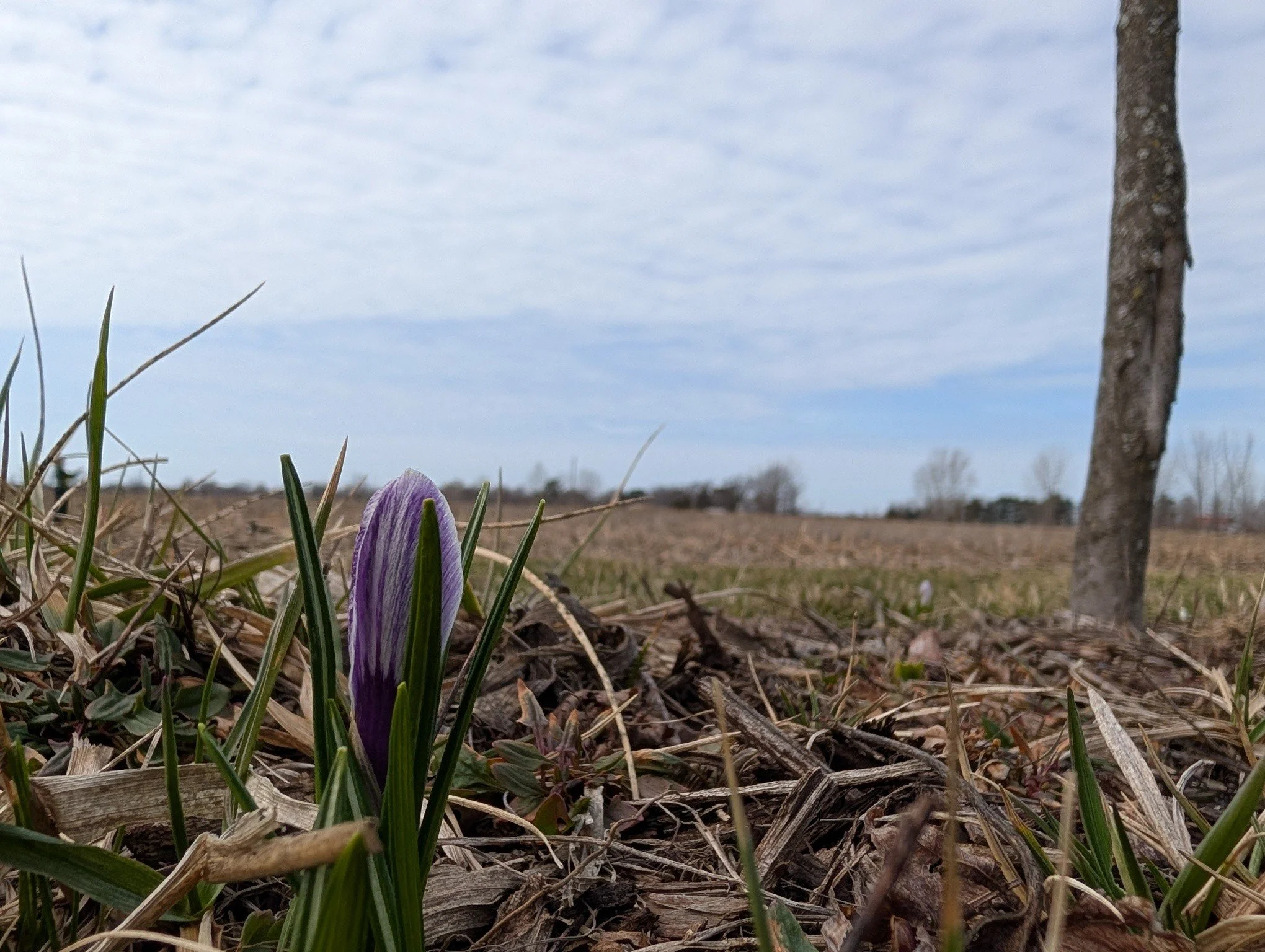 First blooms of the season!