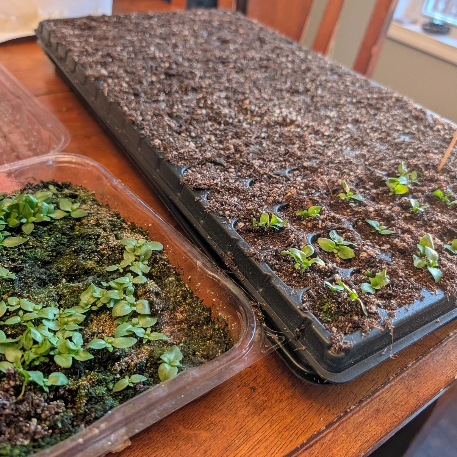 Also spent some time doing surgery to one of the slowest growing flowers ever! 

I'm so excited by how well the lisianthus are doing this season. 🤞🏼we can keep the vermin from eating them down when I plant them out!