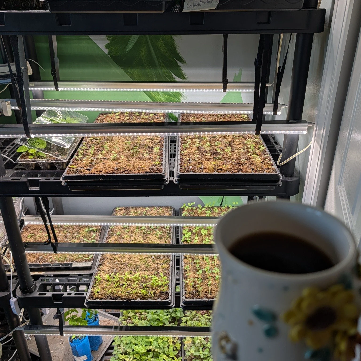 Sunshine outside and green inside! 

It's really starting to feel like spring!