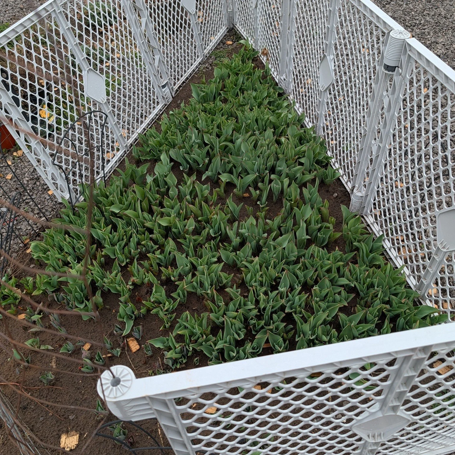 It's all fun and games and KEEP THE ANIMALS FROM EATING MY TULIPS! 

It's not pretty, but it is pretty functional.