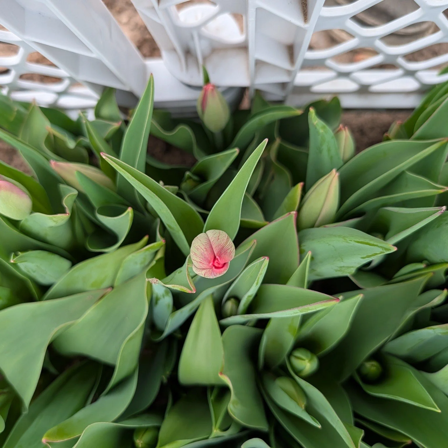 Yesterday.... Today. 

I have a few eager tulips, but it's looking like this week will be a big harvest! 

Who's ready for tulips!?