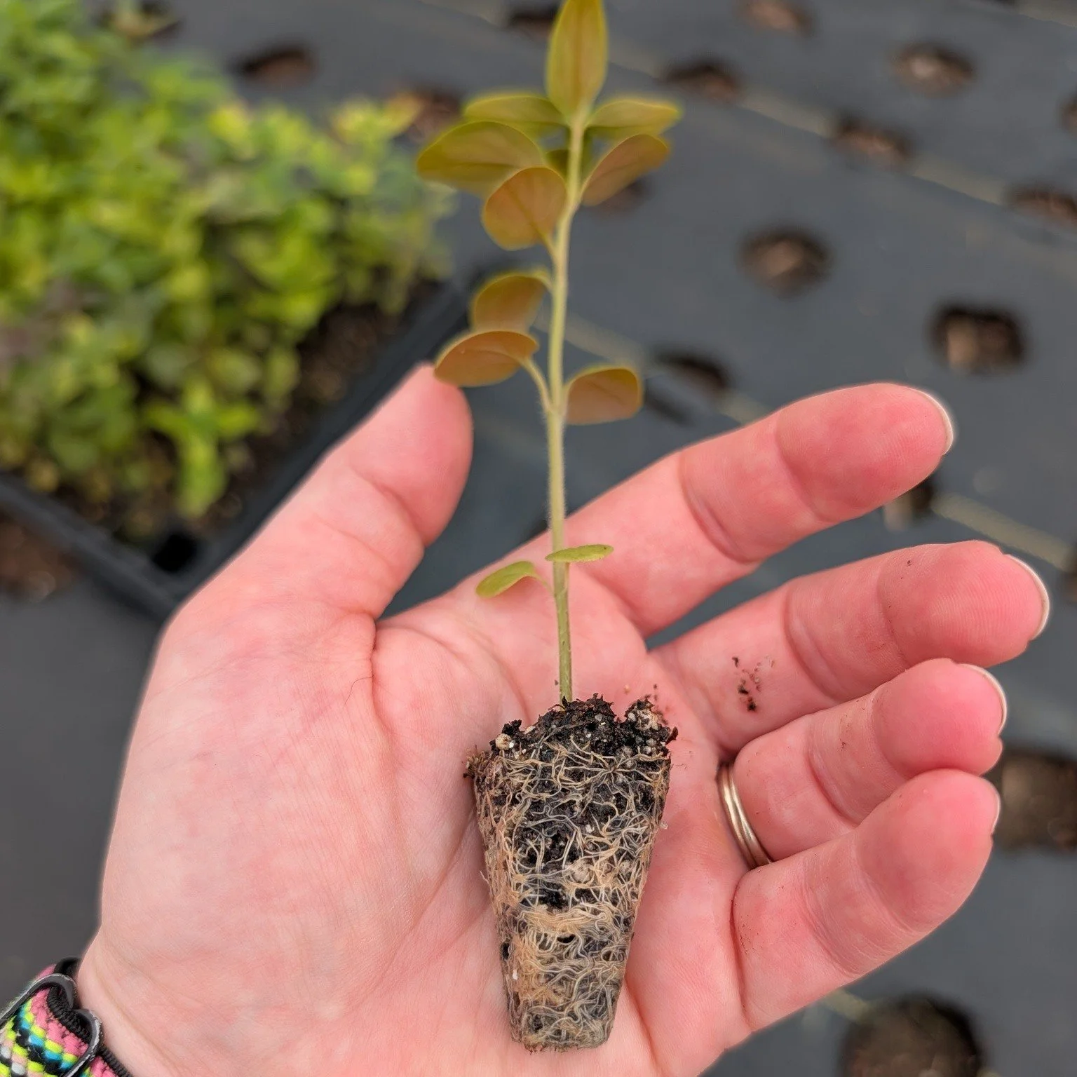 Spent the morning planting beans in STEM at school and the afternoon planting out the first round of snapdragons. 

Looking forward to what the year will hold!
