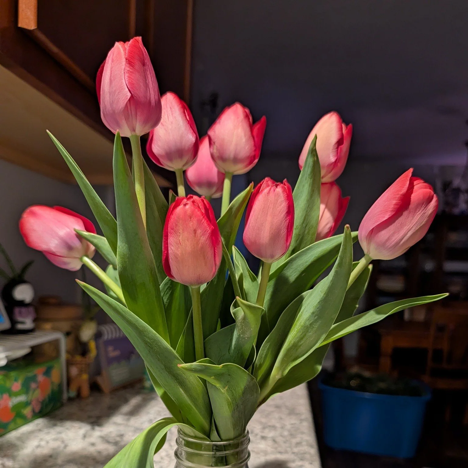 Pockets full of sunshine! 

The heat has the tulips screaming, "I'm ready!". 

I'm storing what I can in the fridge in hopes that they'll make it to mother's day... But! If you'd rather enjoy them now send me a message and I'll have a bunch