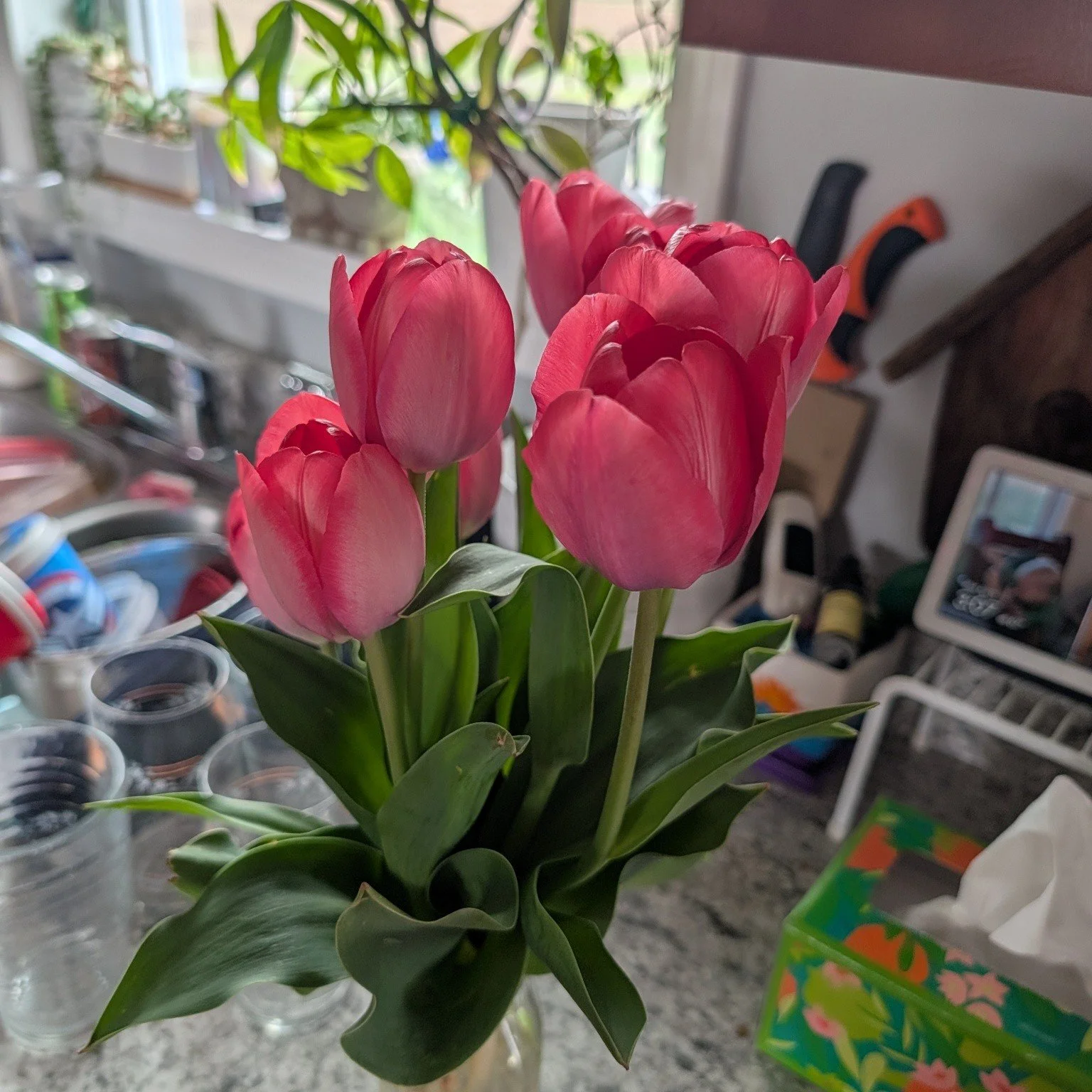 Pro tip - with a bunch of tulips next to the sink, you won't notice how many dishes have piled up. 🤷🏼&zwj;♀️