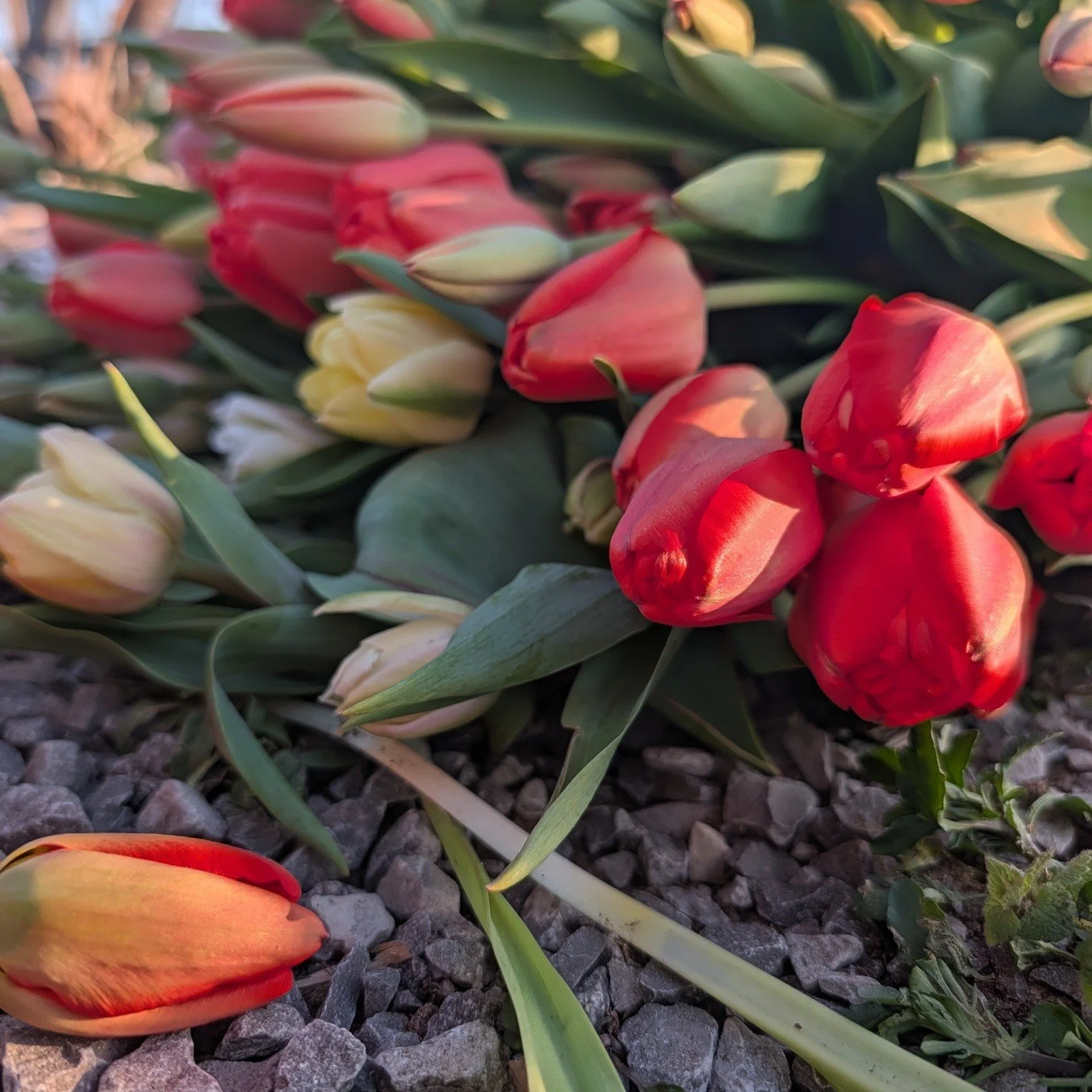 Some of the prettiest blooms. 

I want you to enjoy them too! The Clipper Ship will get a fresh set tomorrow, and as always if you shoot me a message I'll have some ready for you on the stand!