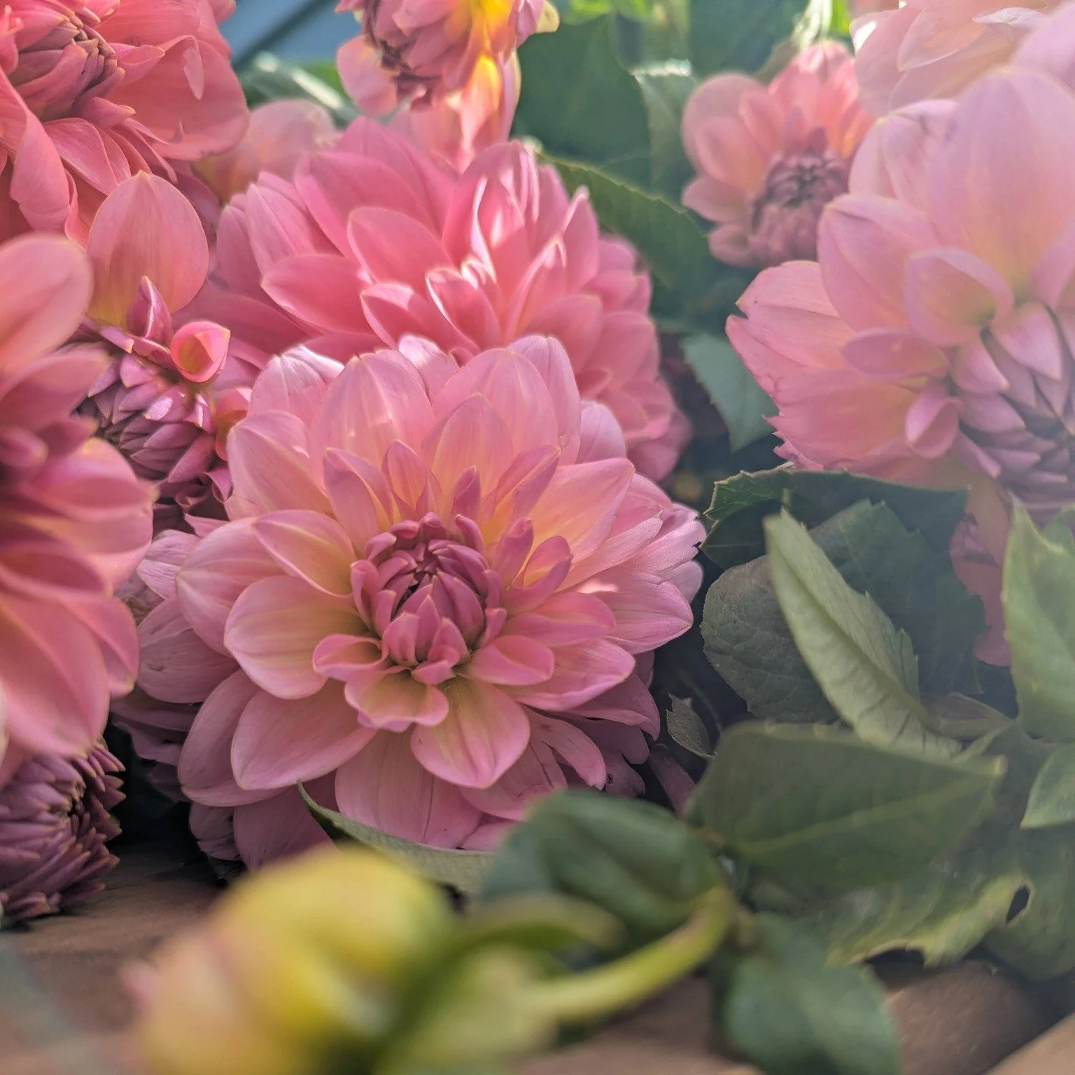 Happy Mother's Day! 

Are you in a pinch, because you forgot (or couldn't find) the best gift for your Mom? 😳😳

I have you covered - pop over to my website and snag her the gift that keeps giving all summer! 

You didn't forget, you just wanted to 