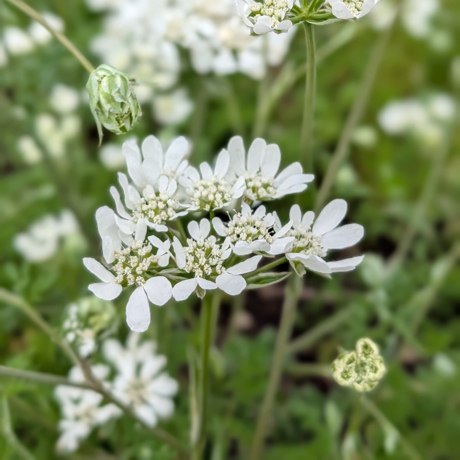 Tis the season for sparse blooms and dirty hands! 

Manicure? What's that?