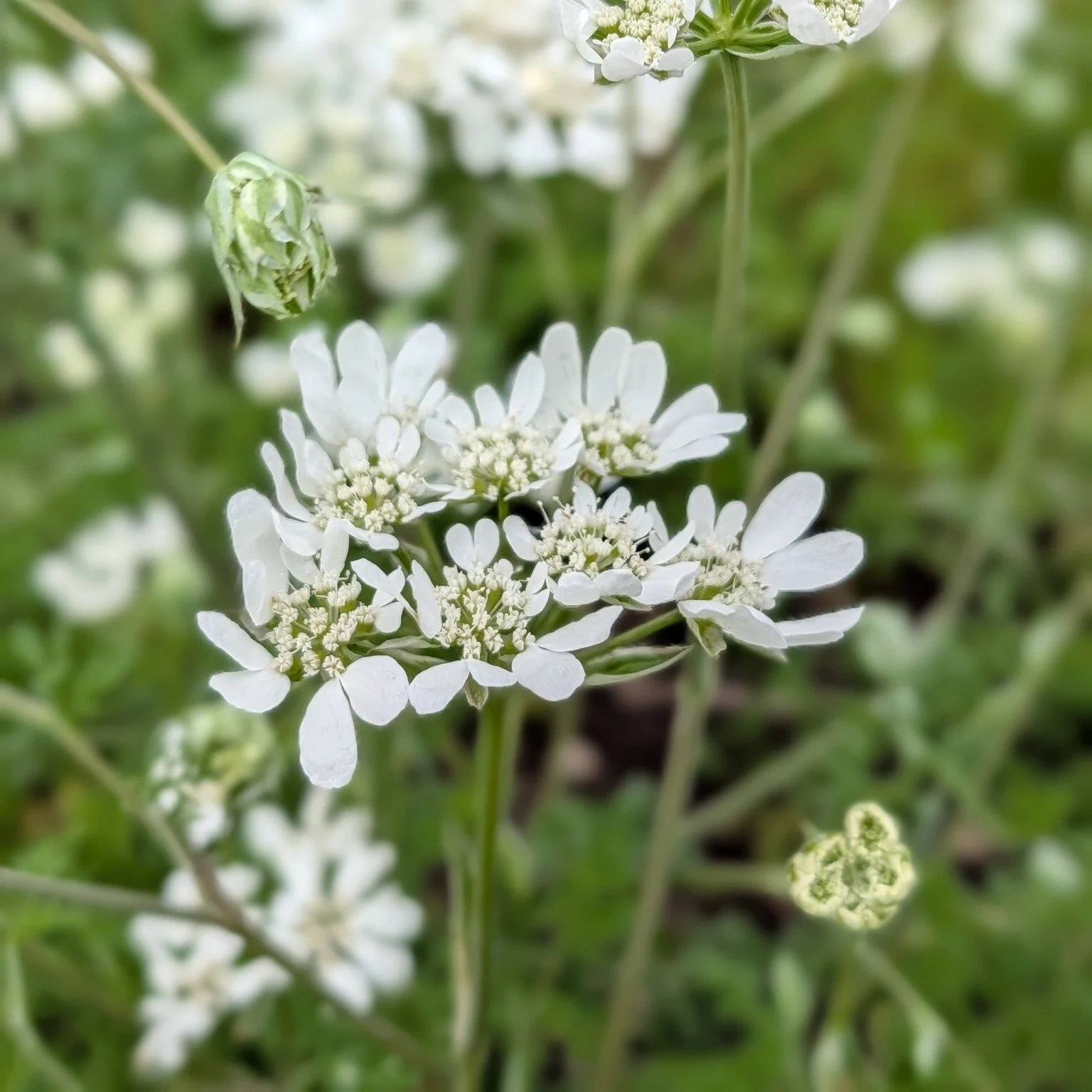 Tis the season for sparse blooms and dirty hands! 

Manicure? What's that?