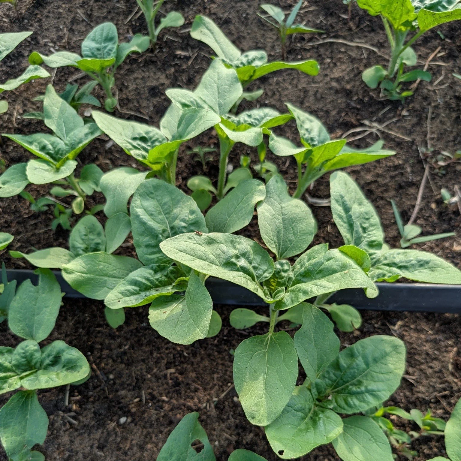 It's too cold to it's too hot. It's too wet to it's too dry. I'm blaming mother nature this year! No matter how much planning I do to plant this or that in any timeline, she makes it that much harder. 

This year I'm taking the mindset, only the stro
