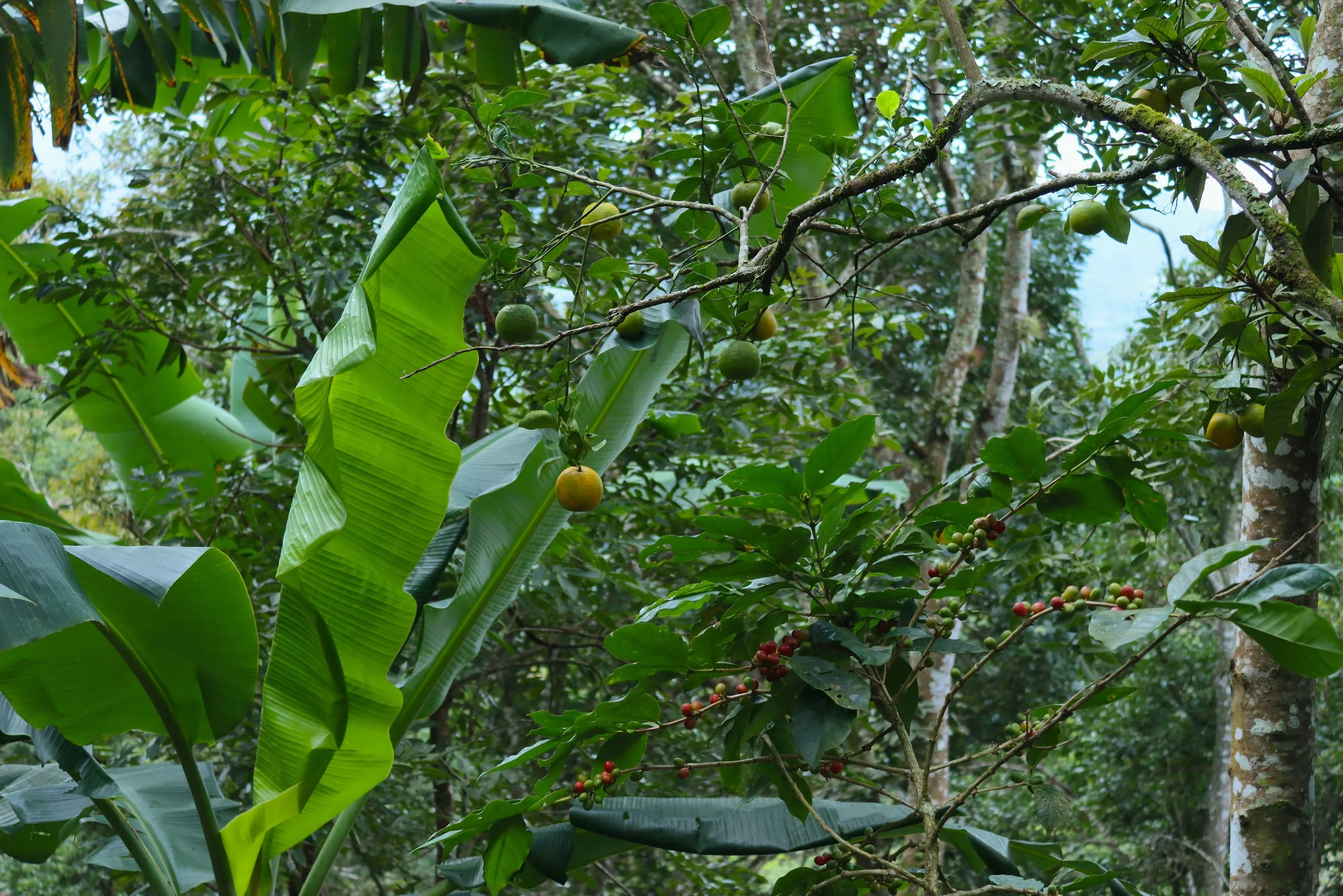 café en asocio con naranja y banano.JPG