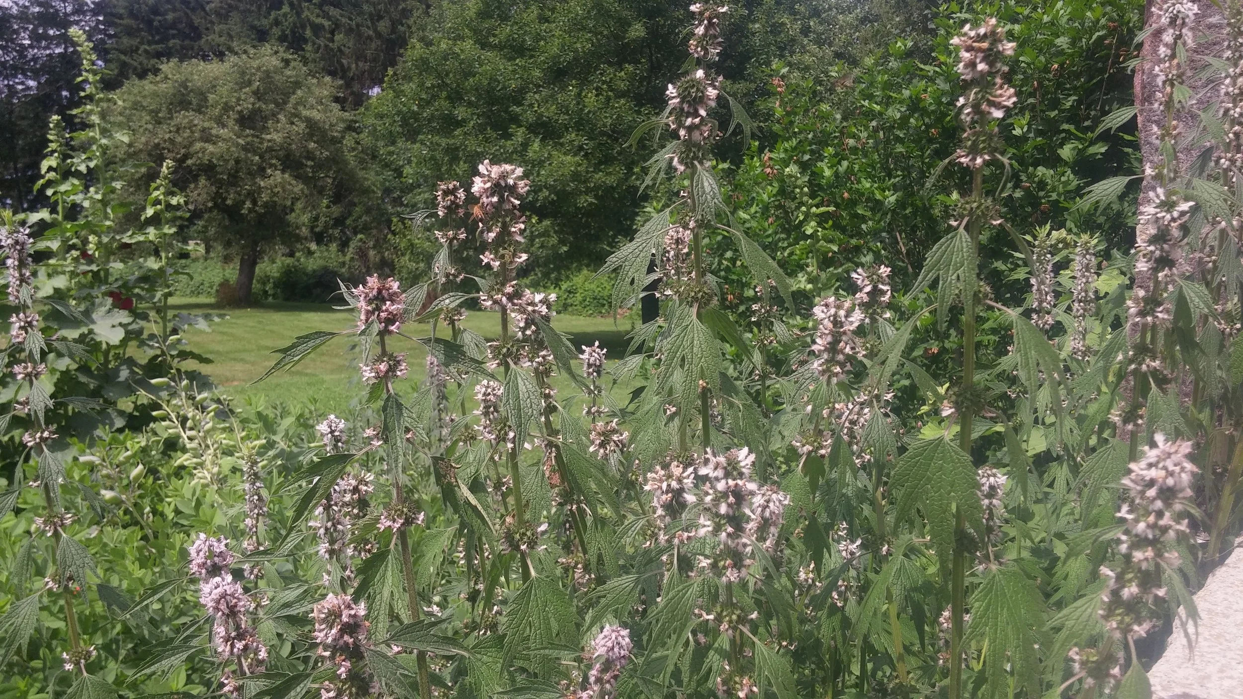 motherwort.jpg