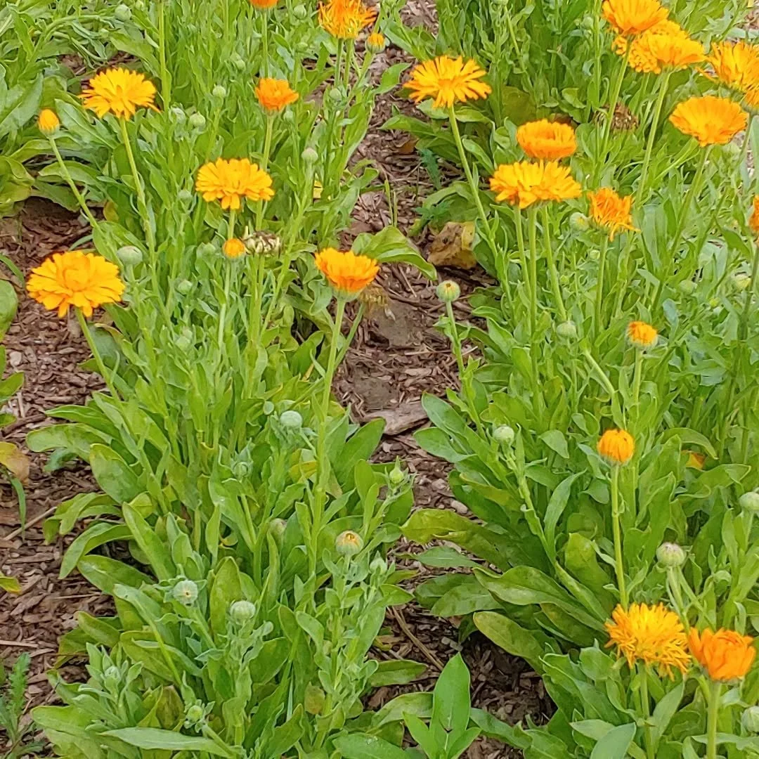 Some late season garden pics: harvesting and drying progresses apace. Stay tuned for info about single herb and tea sales. 

(Skip the last two pics in carousel if you don't want to see bodacious orb weaver spiders)

Pic 1: Calendula (Calendula offic