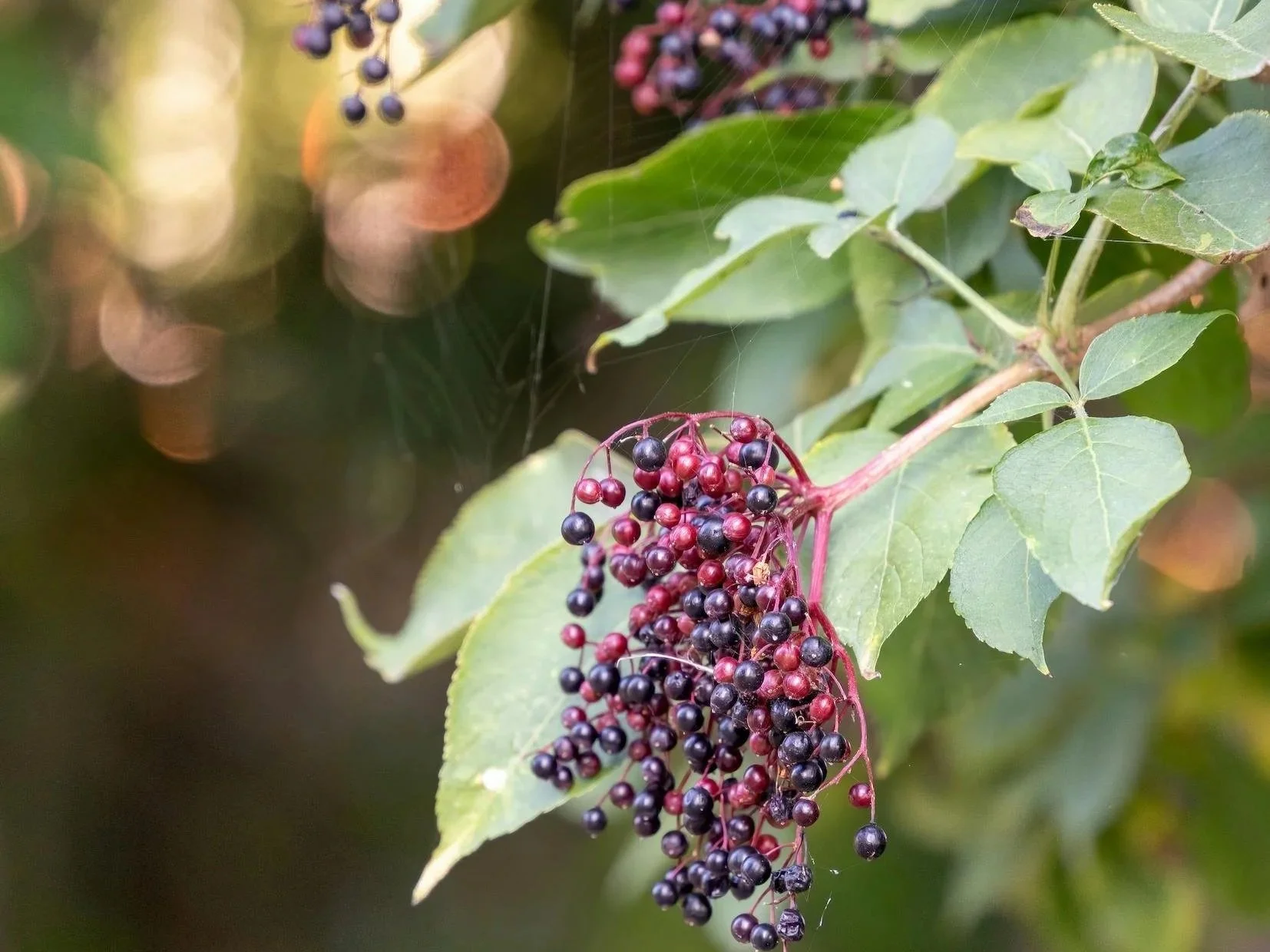 Elderberry Syrup, Rest, and Winter Herbal Care