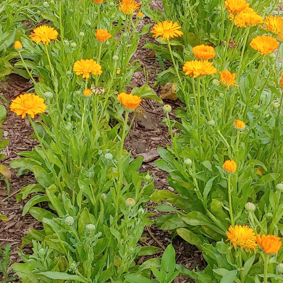 Some late season garden pics: harvesting and drying progresses apace. Stay tuned for info about single herb and tea sales. 

(Skip the last two pics in carousel if you don't want to see bodacious orb weaver spiders)

Pic 1: Calendula (Calendula offic