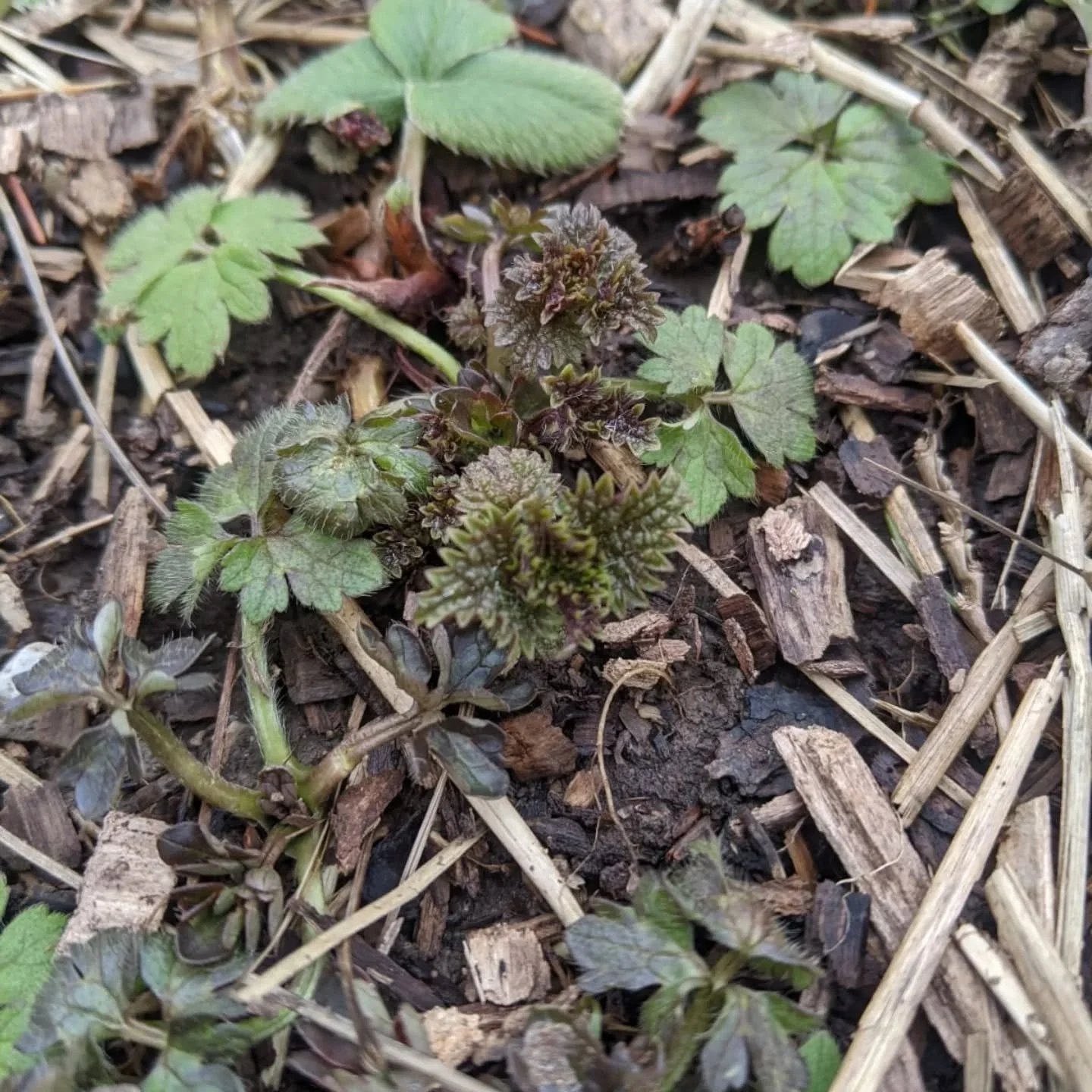 Some spring updates! 

I have been hibernating for much of the winter, but like the plants, I am slowly starting to emerge from winter slumber. The baby nettles, crocuses, some spring ephemerals are peeking out too and I am so happy to see them.&nbsp