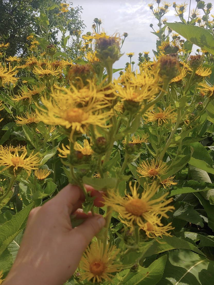 Singing Nettles Herbs locally grown and cultivated dandelion