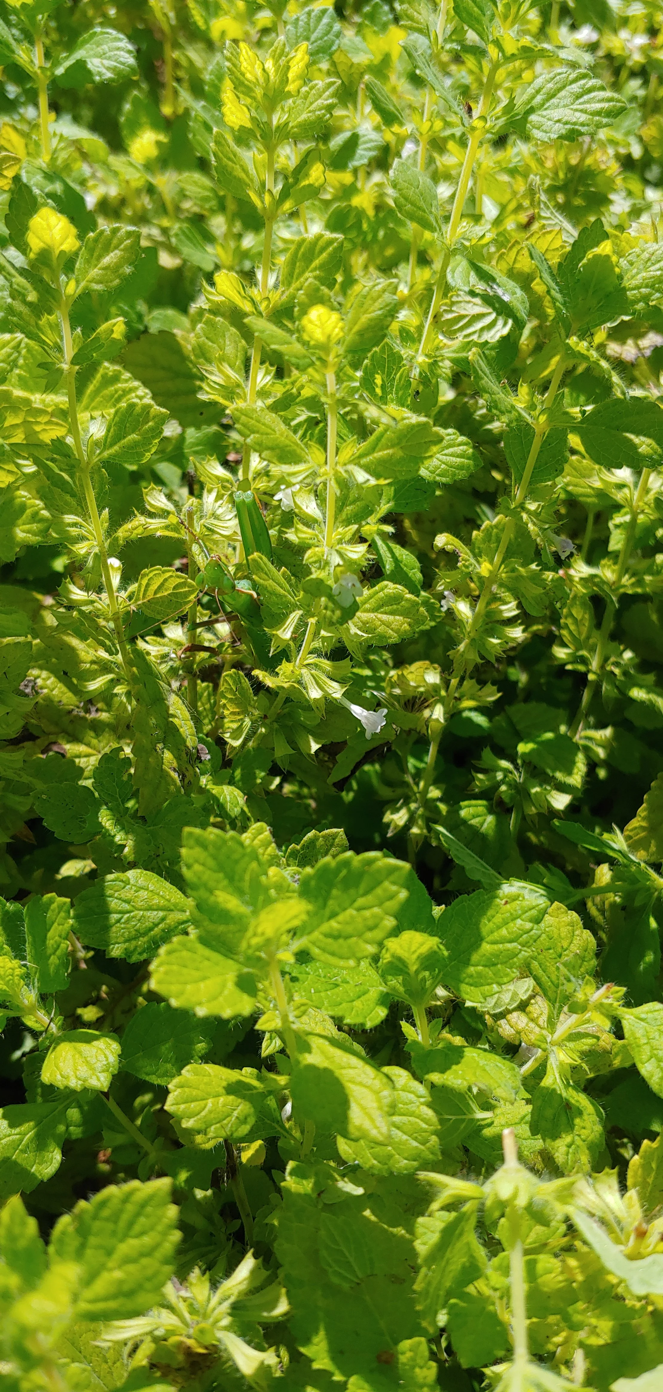 lemon balm.jpg