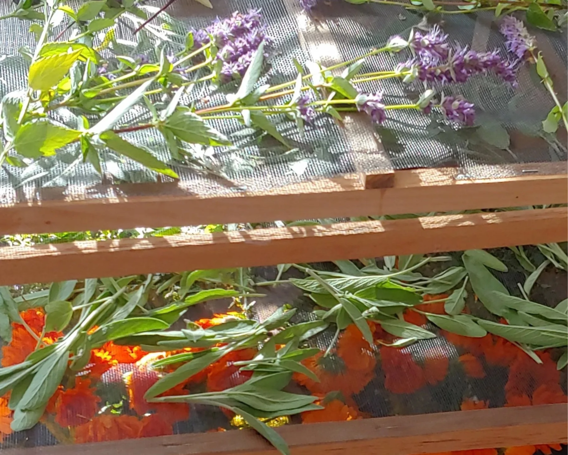 nettles and other herbs on drying rack