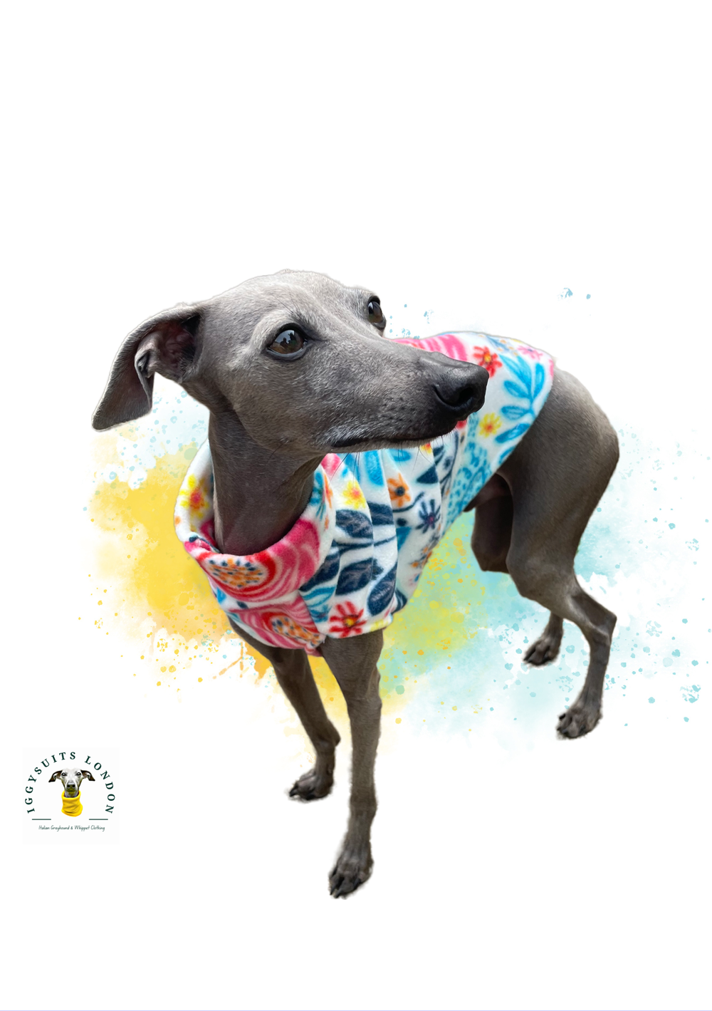Greyhound hotsell in clothes