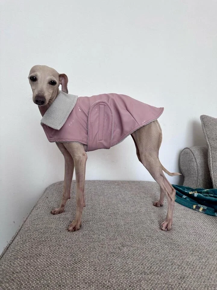 Size Guide, Italian Greyhound Clothing