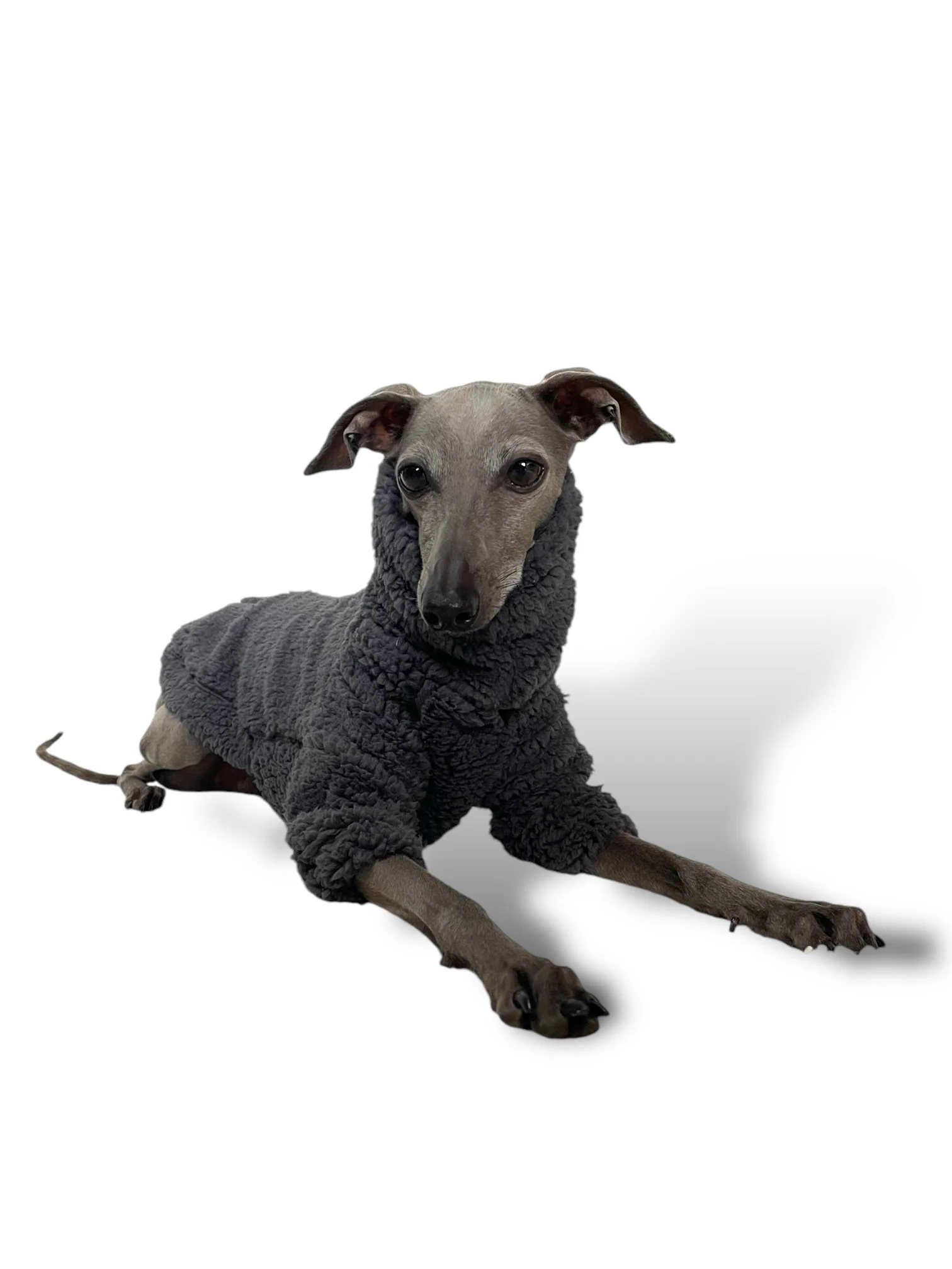 Whippet Dog Breed Whippets Needing Rehoming Italian Greyhound