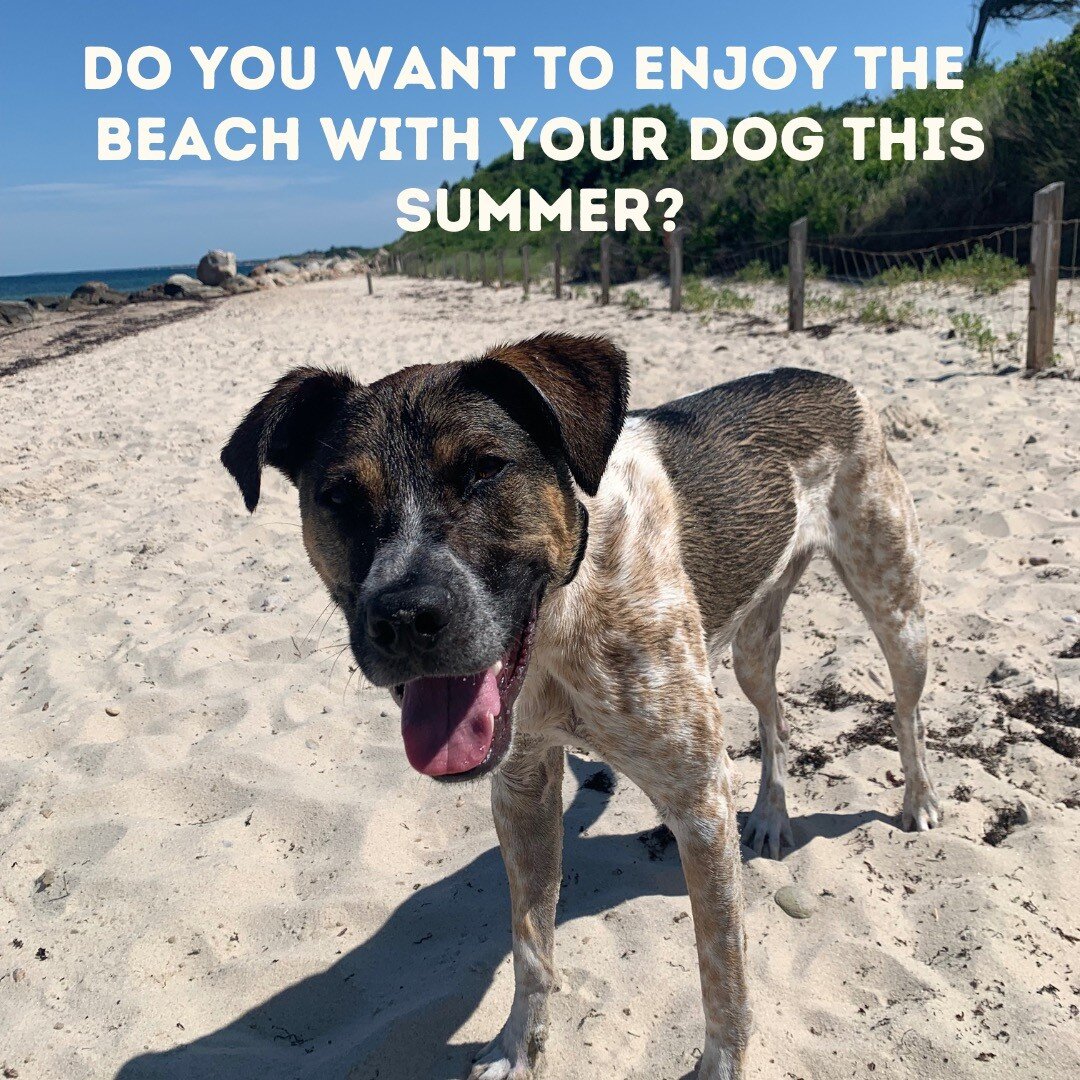 Do you want to be able to bring your dog to a patio, on a hike, or to the beach once the warmer weather hits? Start working with a trainer now!

A trained dog doesn't happen overnight, start the work now so you can enjoy the results with nice weather