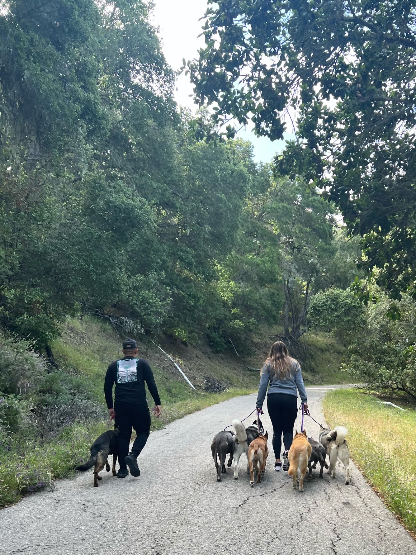 Pack Walking