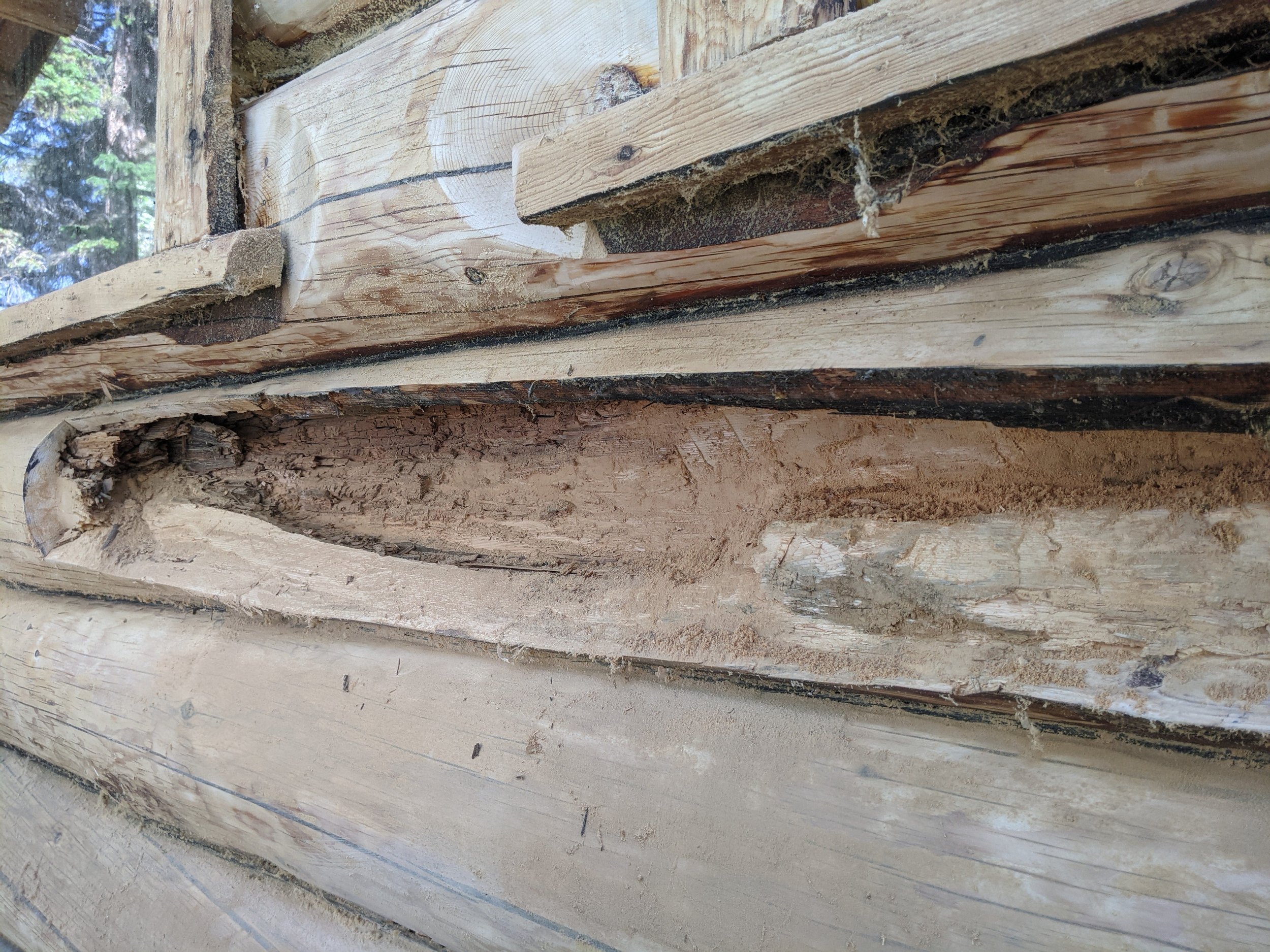 Removing rotten part of the log