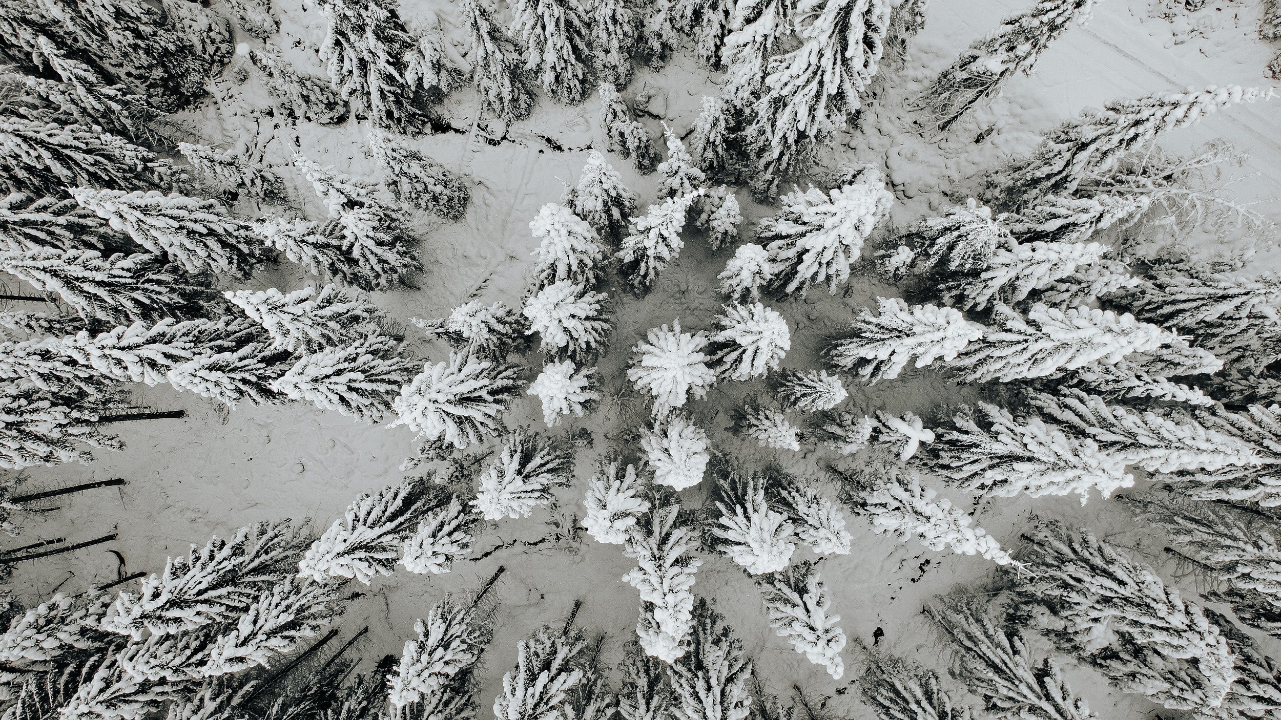 Vogelperspektive auf schneebedeckte Tannen im Winter