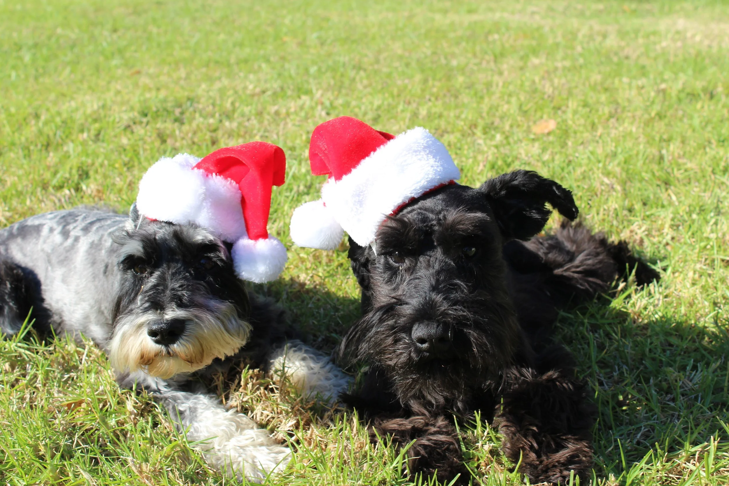 When I Lost My Dog, Pepper: How Grieving Reminded Me Why Our Animals Are Family