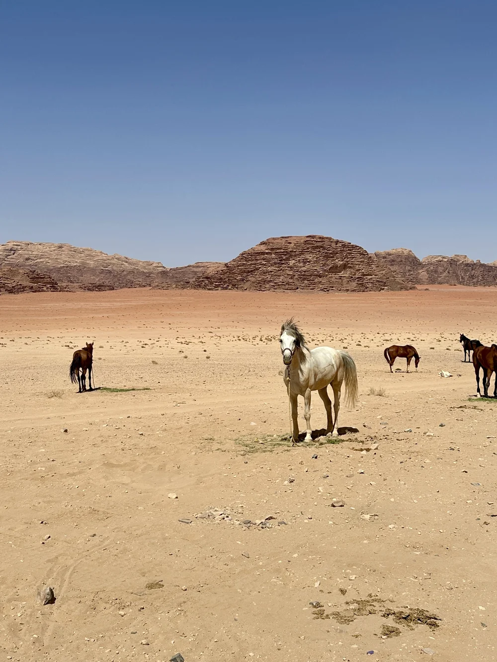 Arab horses to trek in Jordan
