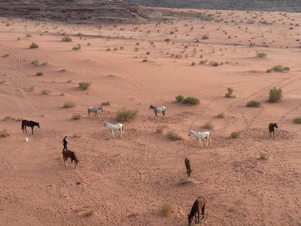 Spirited arabian horses to trek in the Wadi Desert