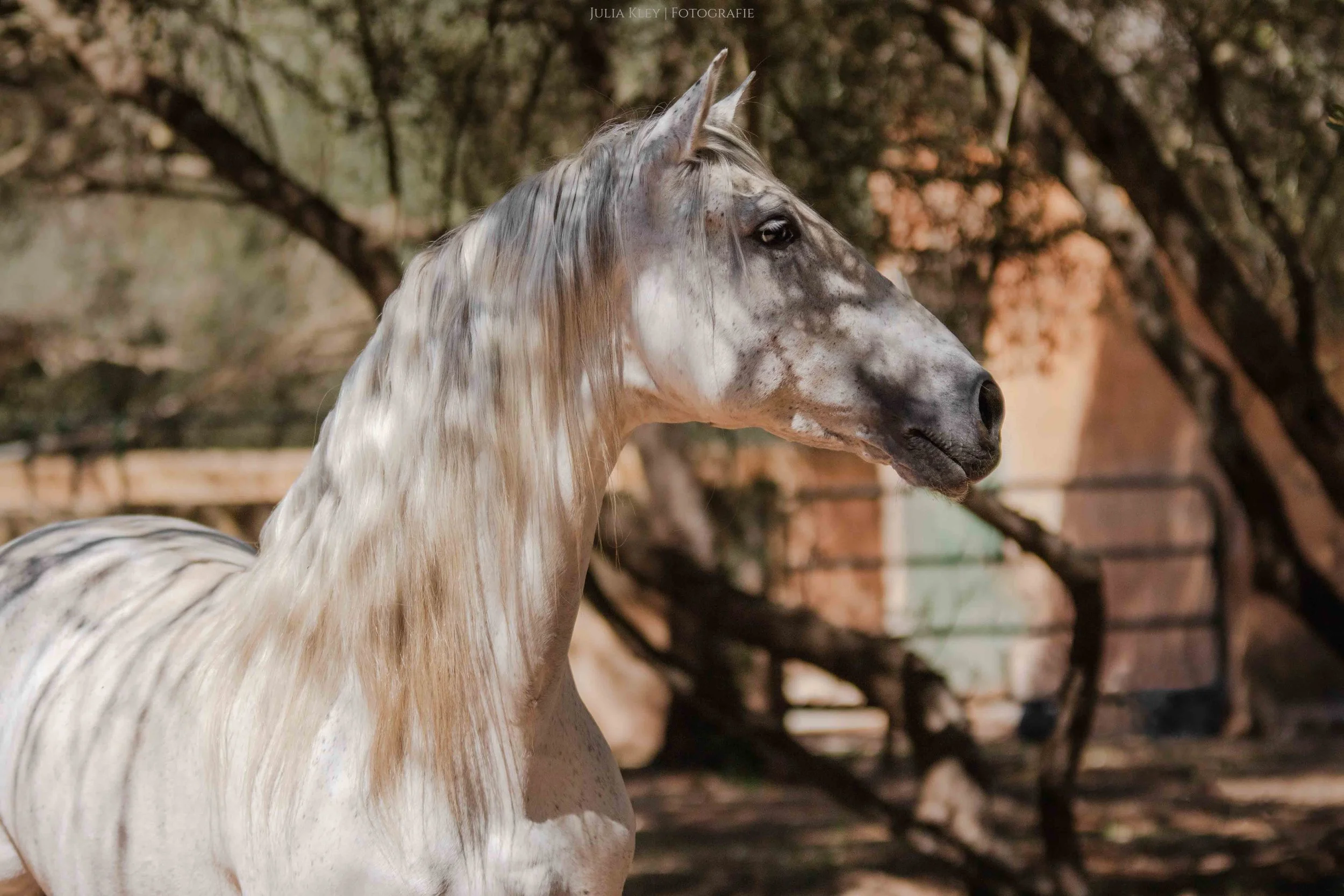 PRE stallion for dressage class in Spain