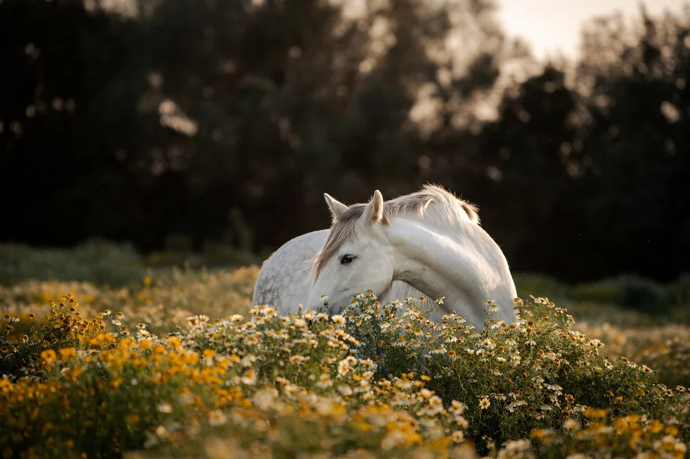 Horse riding vacations in Mallorca