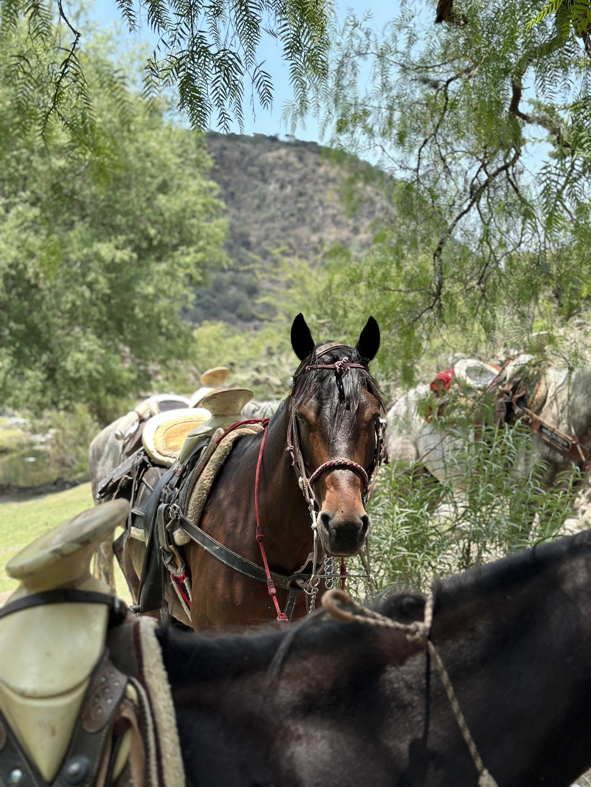 Riding with the “Charros”: A week in the Highlands of Central Mexico ...