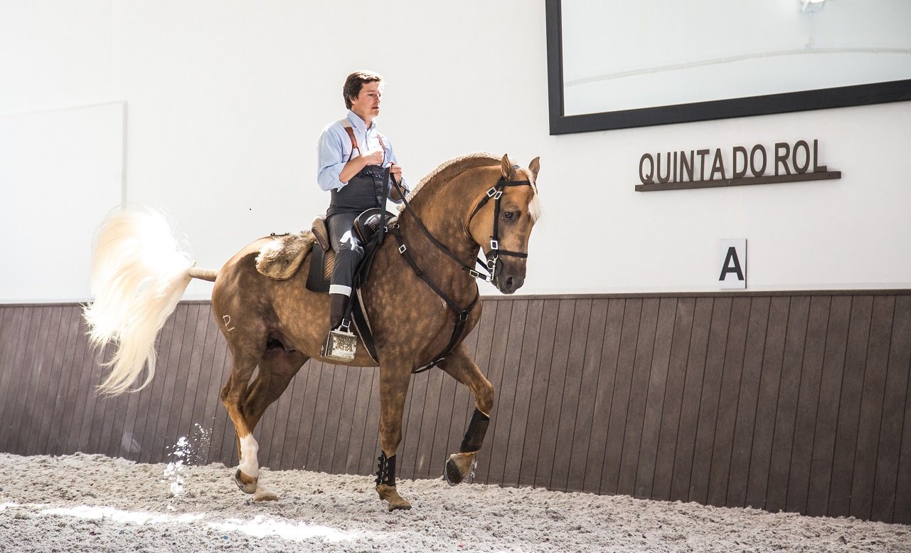 Man riding a Lusitano pure bred doing dressage in Portugal