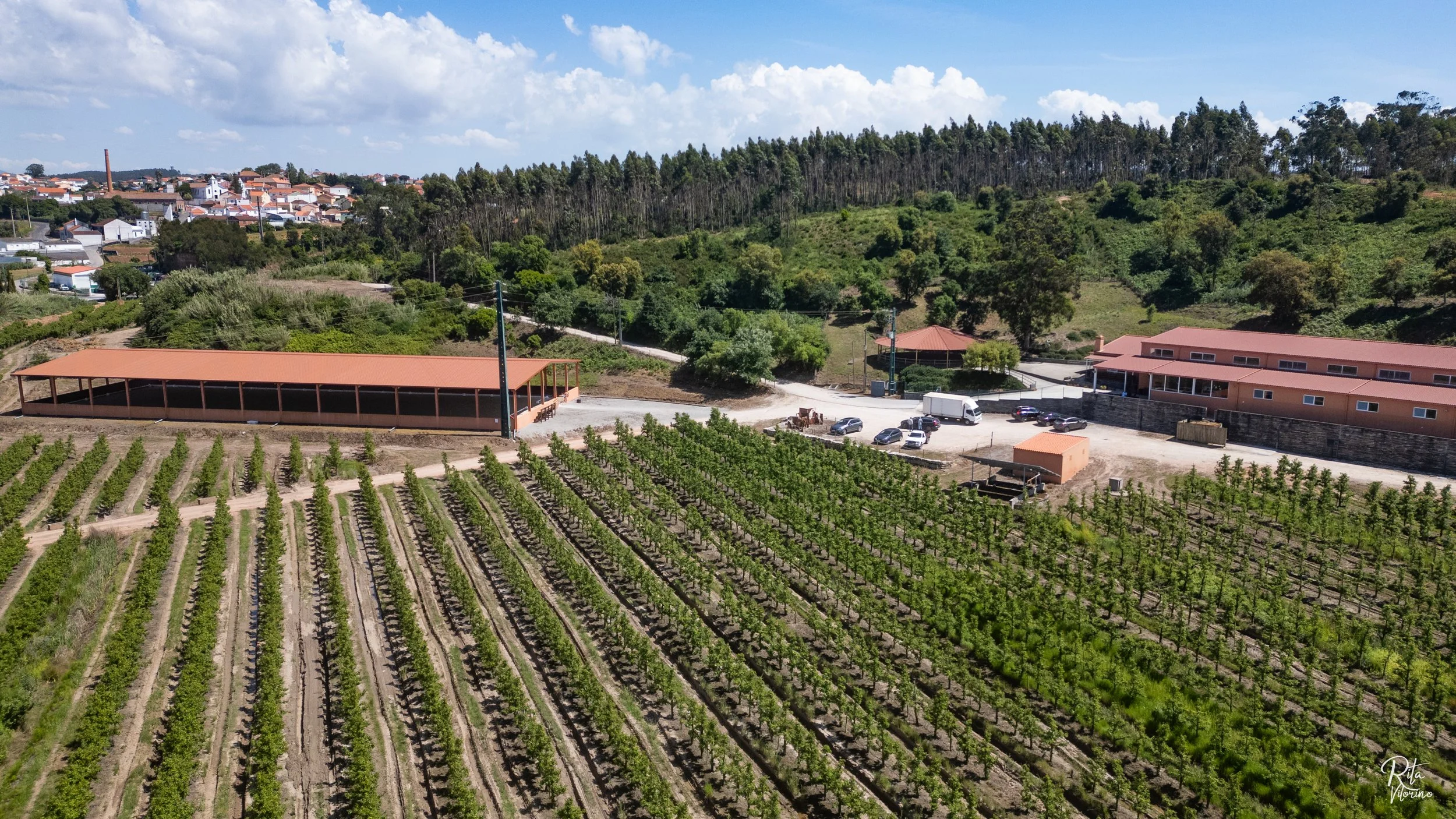 luxury dressage quinta portugal53.JPG