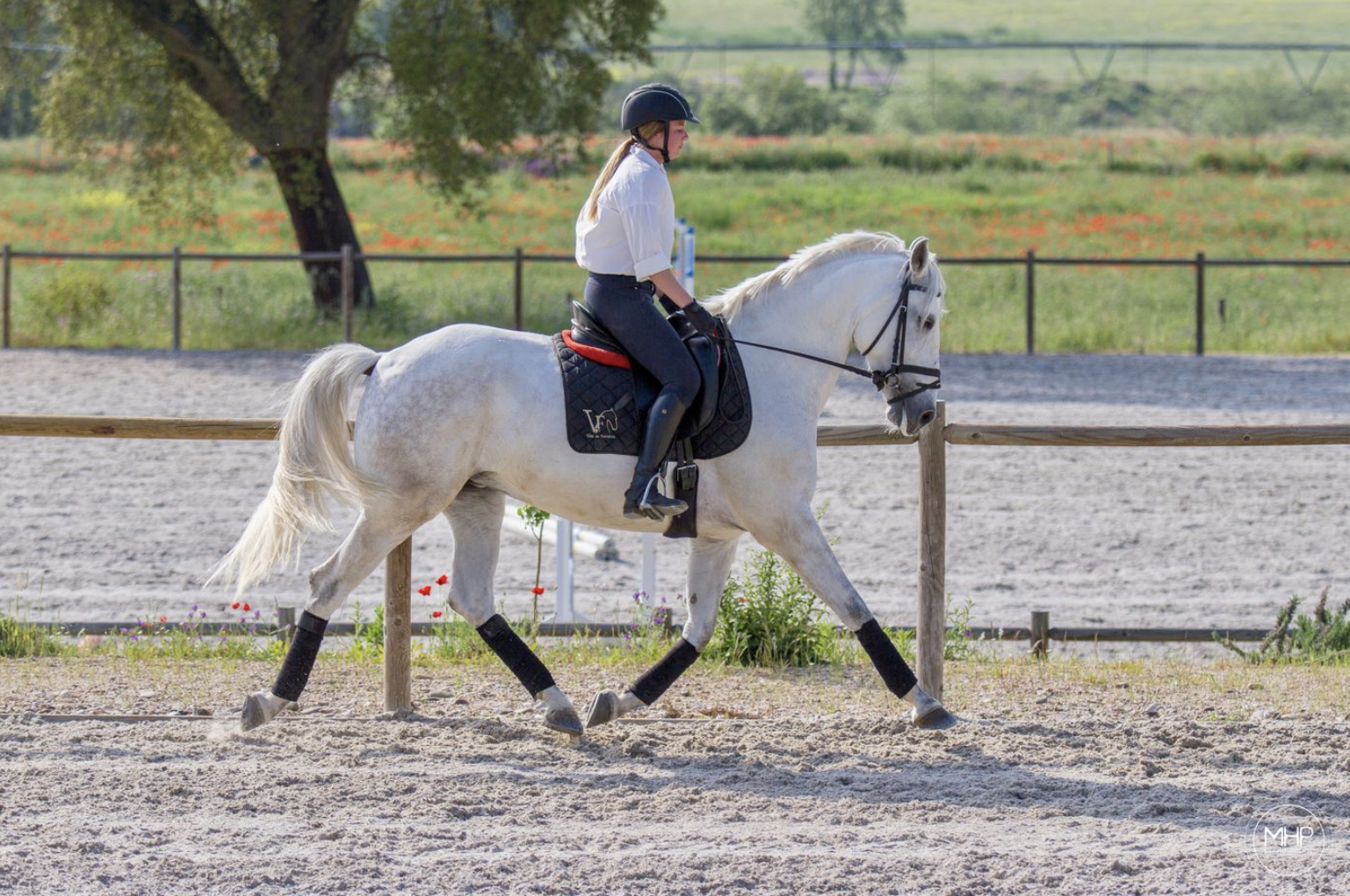 Dressage lesson with lusitano in Portugal.png