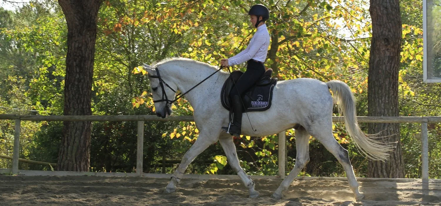 Dressage lesson on spanish horse in Italy