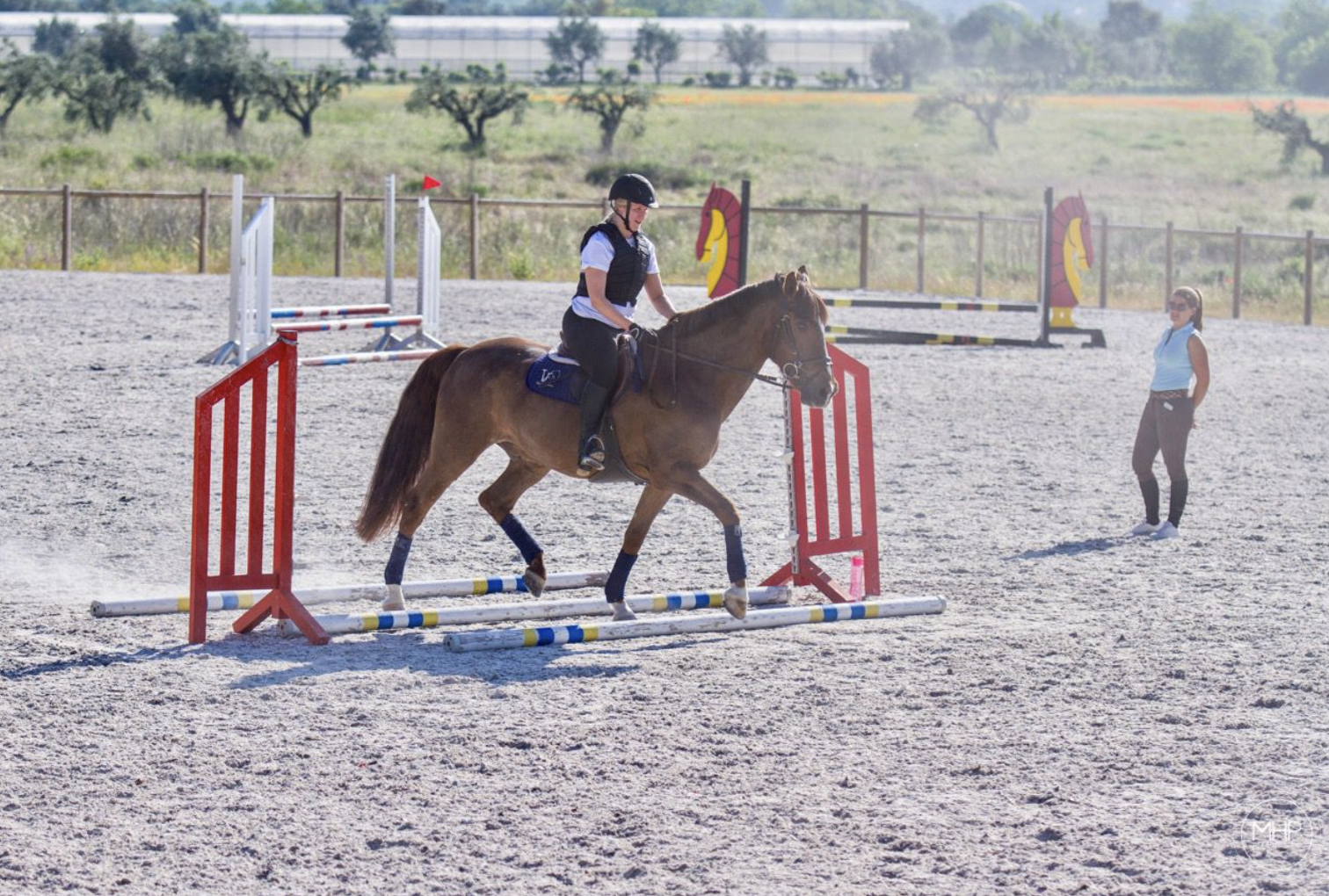 Jumping lesson with a chestnut Lusitano horse in Santarém, Portugal
