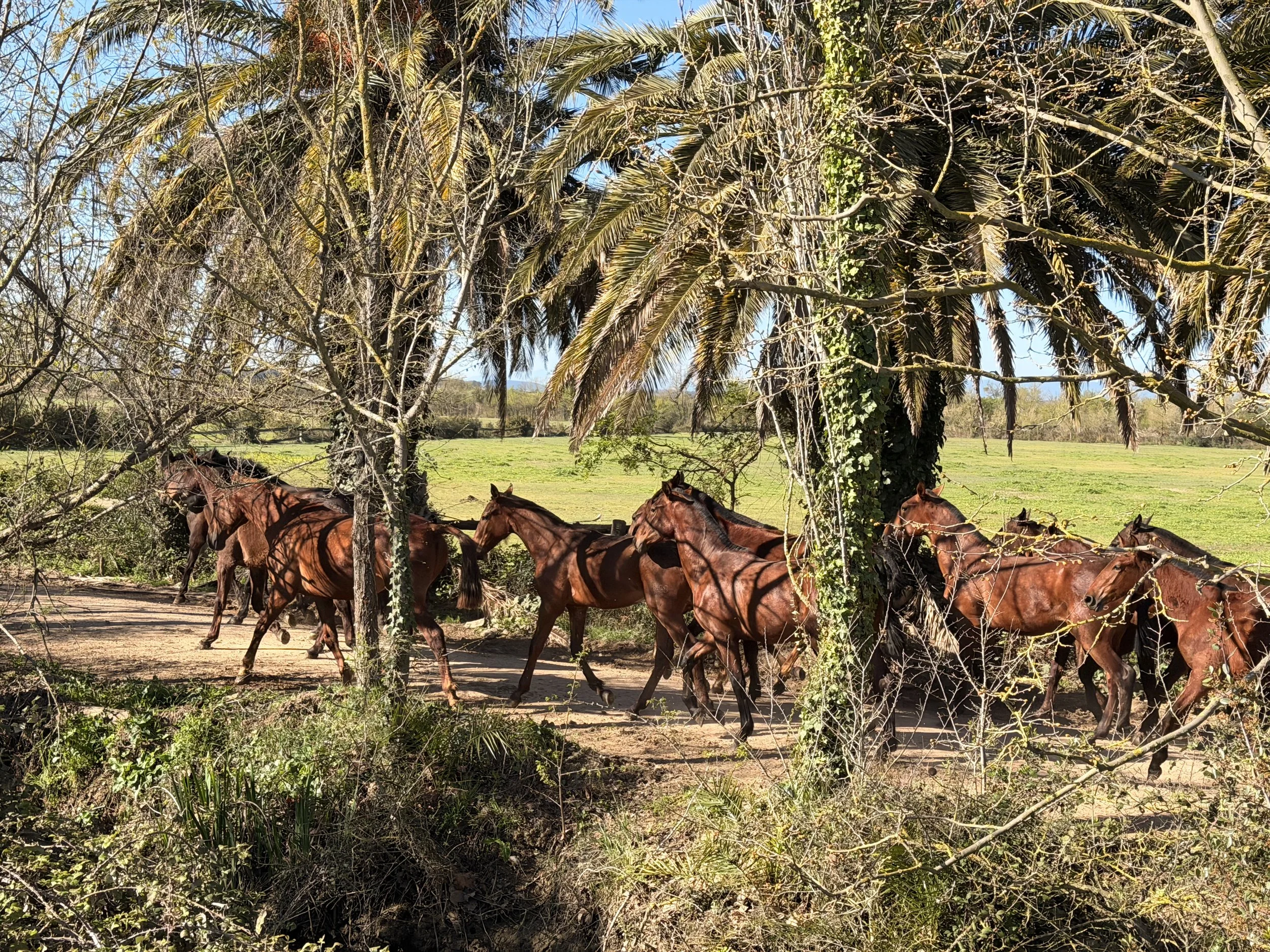 Horizon Trail Catalonia World on Horseback14.JPG