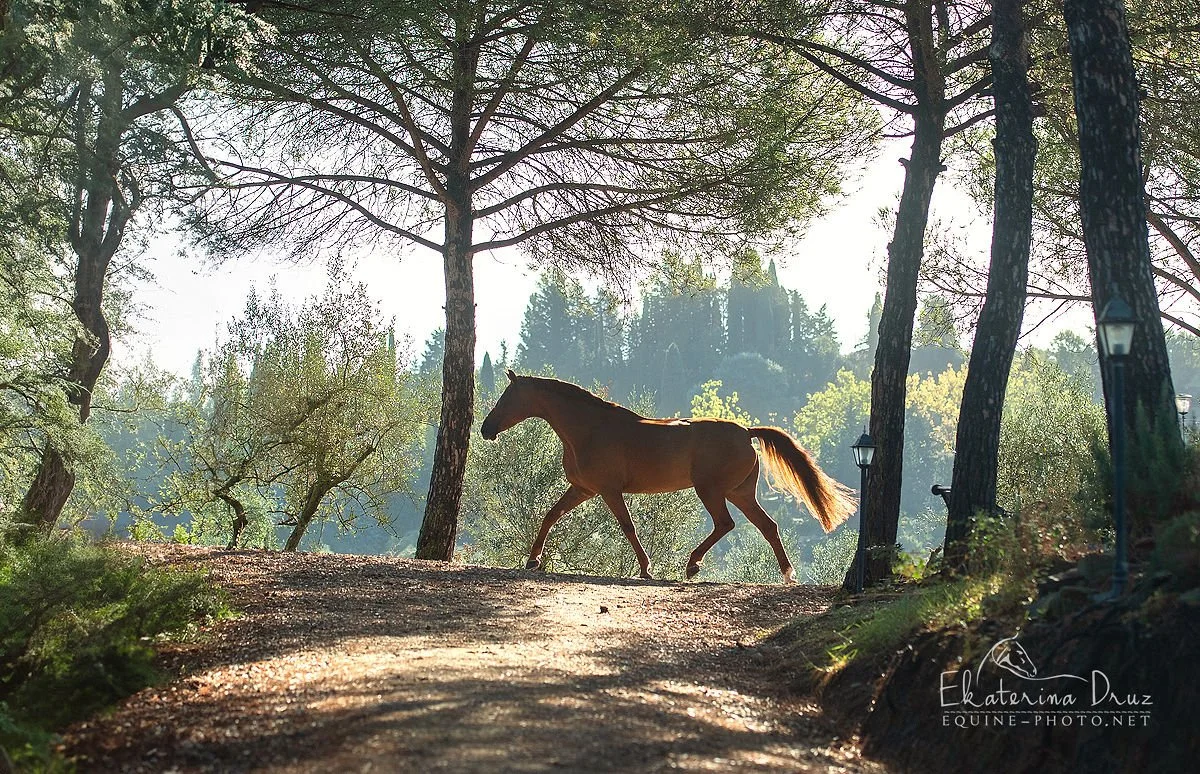 Free chestnut horse roaming over the tuscan landscapes