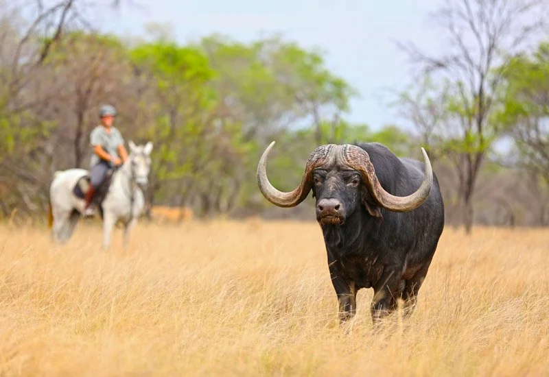 horsebacksafaribull-1.jpeg